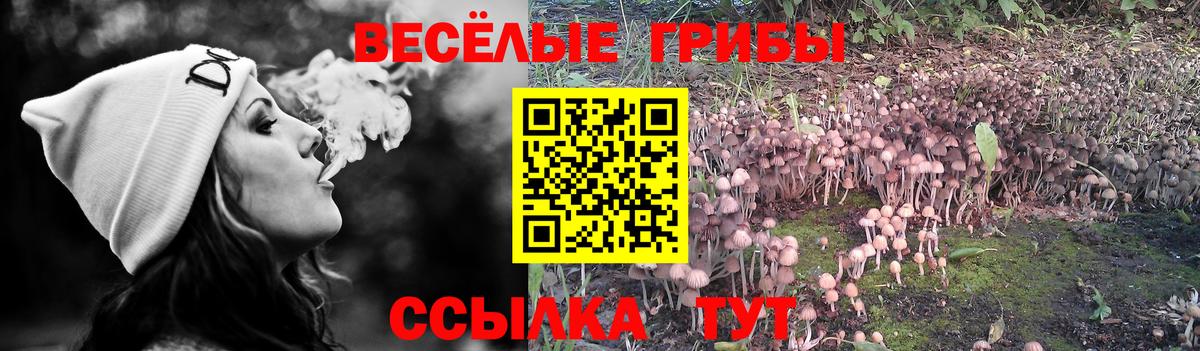 Псилоцибиновые грибы Cubensis  цена   Вход с VPN  Полысаево  Галлюциногенные грибы мицелий 